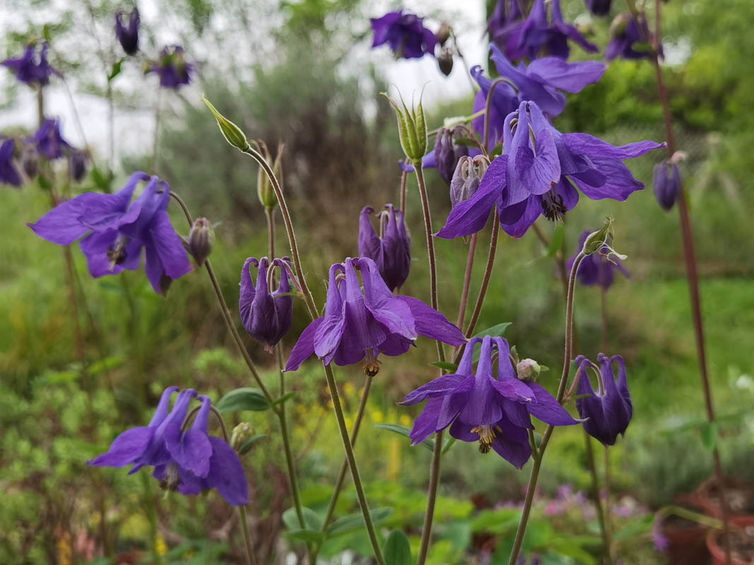 Aquilegia vulgaris